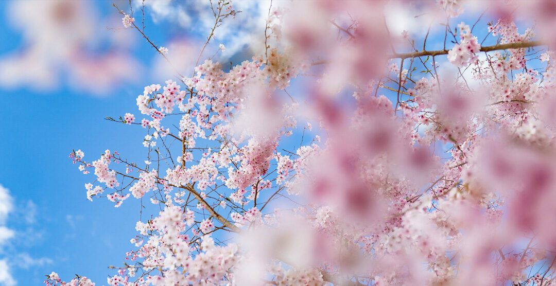 La primavera de Córdoba